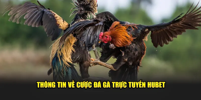 Thông tin về cược đá gà trực tuyến